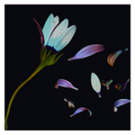 Me quiere...no me quiere...